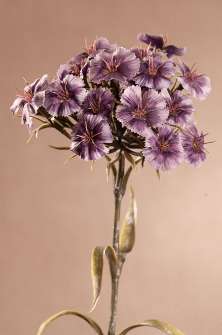 F313- DRY DIANTHUS Aranžovací květina 55 cm fialová